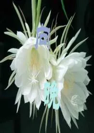 向晚（纯百、电竞NPH、女子战队、轻H）