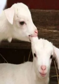 桃子用法【SM，校园高H】